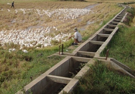 Mekong delta region restructures agricultural production for cattle breeding - ảnh 1